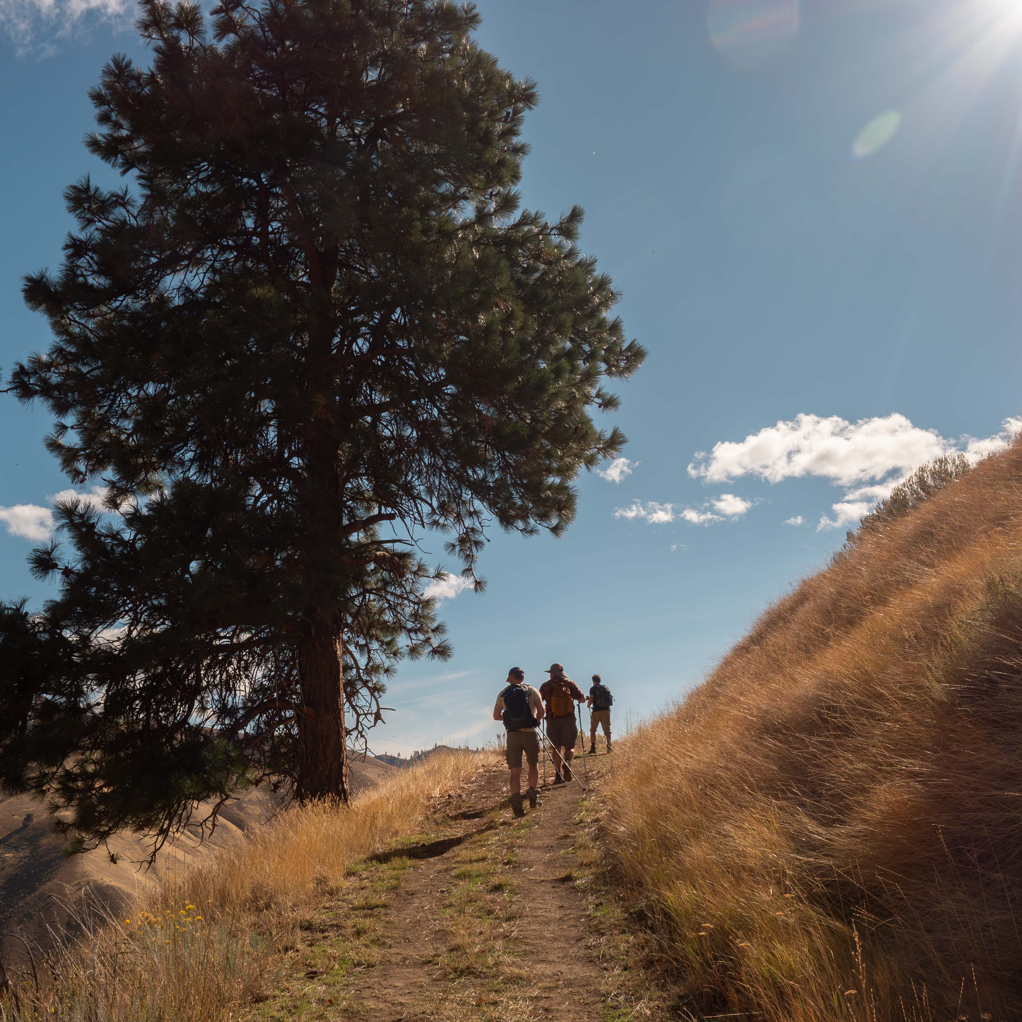 Three hikers silhouetted against an open sky beside a lone ponderosa pine on a Cashmere Canyon ridge, views stretching toward the Columbia basin