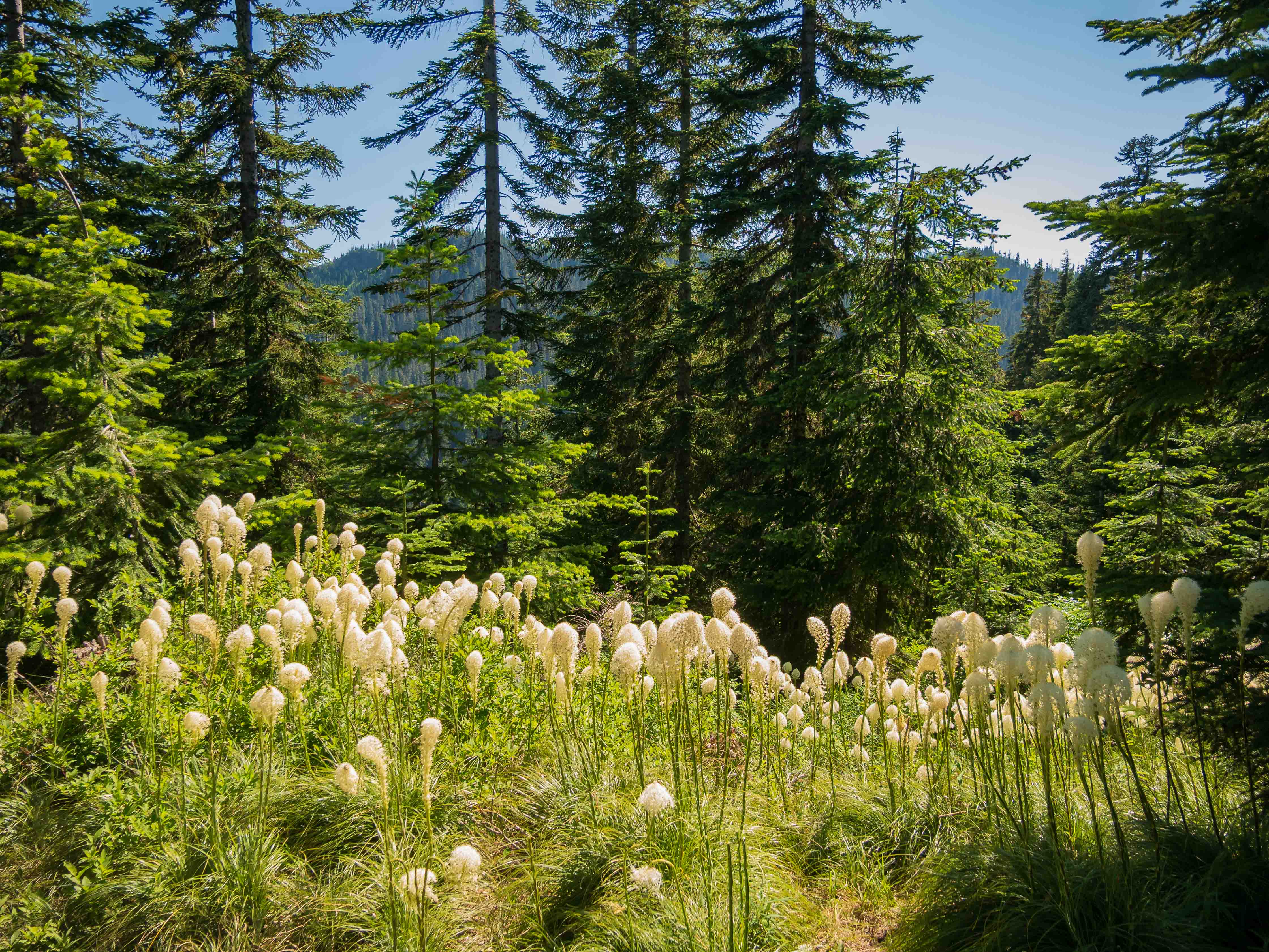 Pacific Northwest forest and mountains