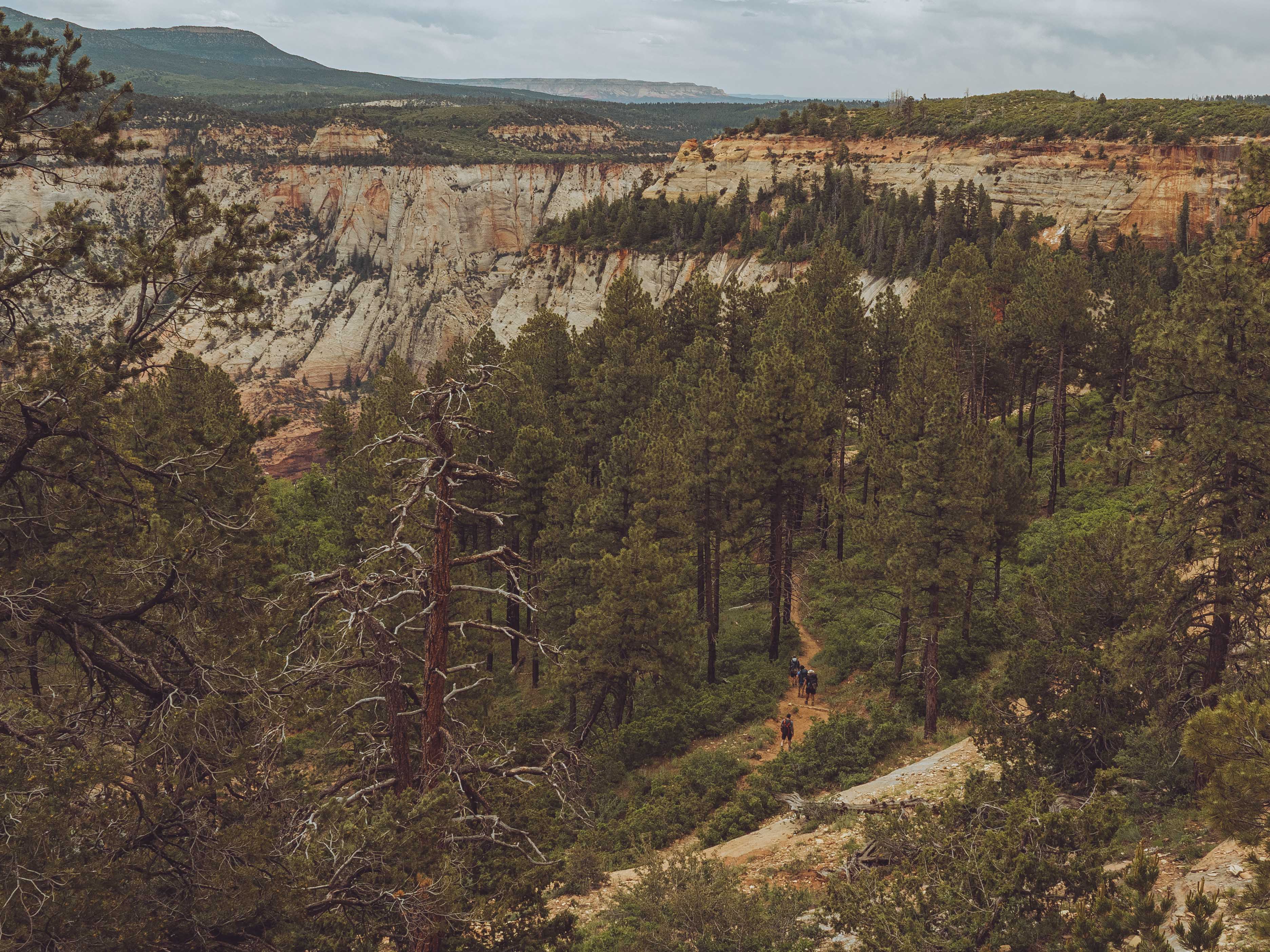 Hikers on the West Rim trail descending through ponderosa pines with Zion canyon walls in the background